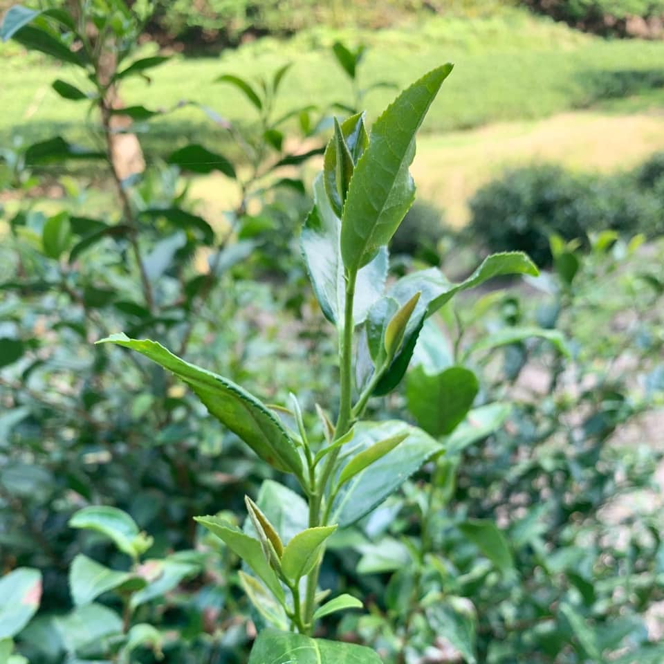 Japanese Black Tea【Kyoto Kamo】