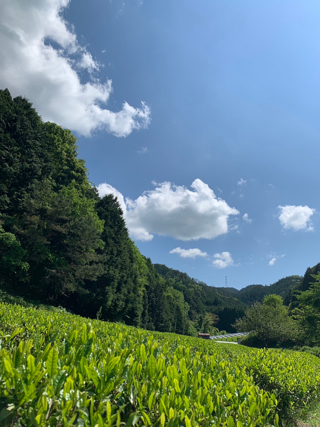 Sencha Zairai【Kyoto Ujitawara】Japanese green tea